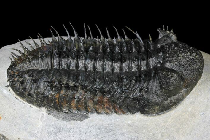 Spiny Drotops Armatus Trilobite - Excellent Preparation #181850